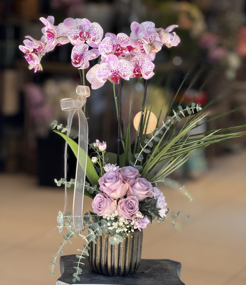 Dekoratif saksıda orkide