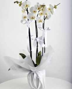 3 Dal Beyaz Orkide