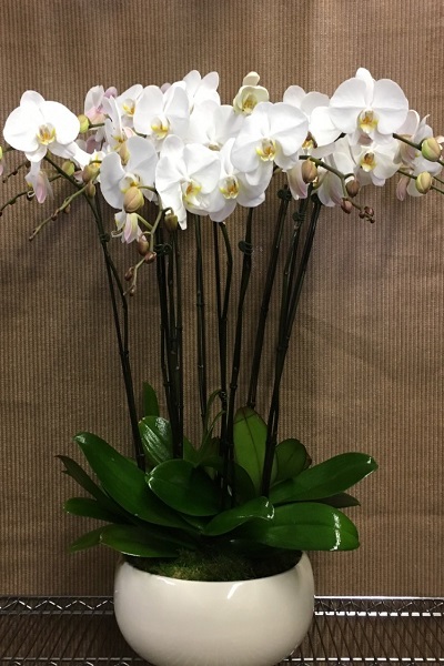 Beyaz Asil Orkideler