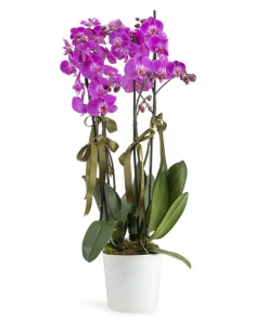 4 lü Mor Orkide