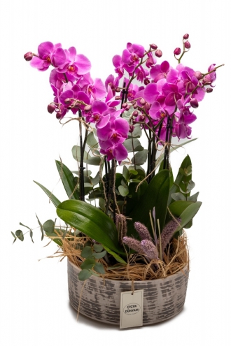 Orkideler