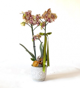 Renkli Orkide