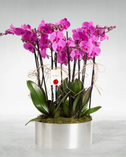 Dekoratif Metal Saksıda 8 li Orkide