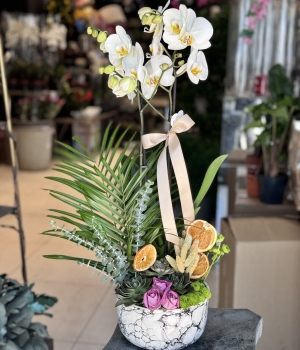 Dekoratif Orkide