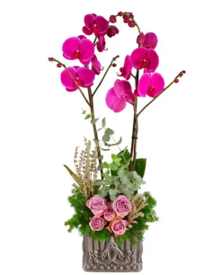 Dekoratif saksıda orkide