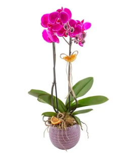 Lila Orkide Güzeli